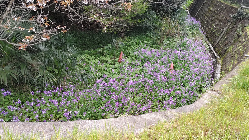 ヤマザクラとオオアラセイトウの花 横浜市旭区今川町