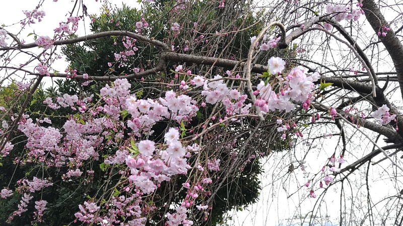 ヤエベニシダレの花 横浜市旭区今川町