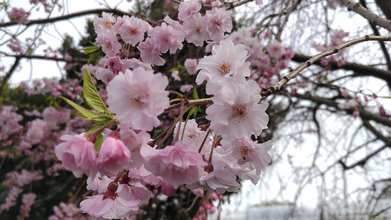 ヤエベニシダレの花 横浜市旭区今川町