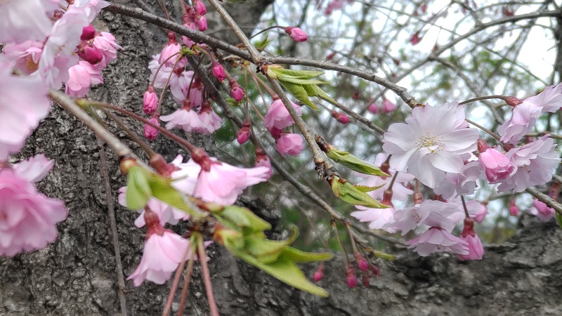 ヤエベニシダレの花 横浜市旭区今川町