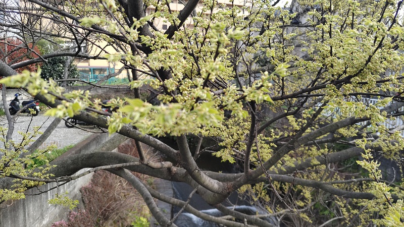 エノキの花 横浜市旭区鶴ヶ峰
