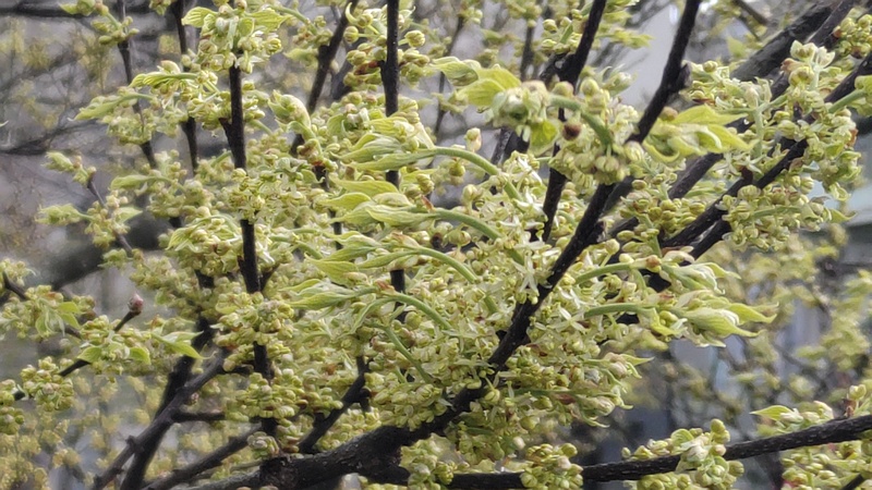 エノキの花 横浜市旭区鶴ヶ峰