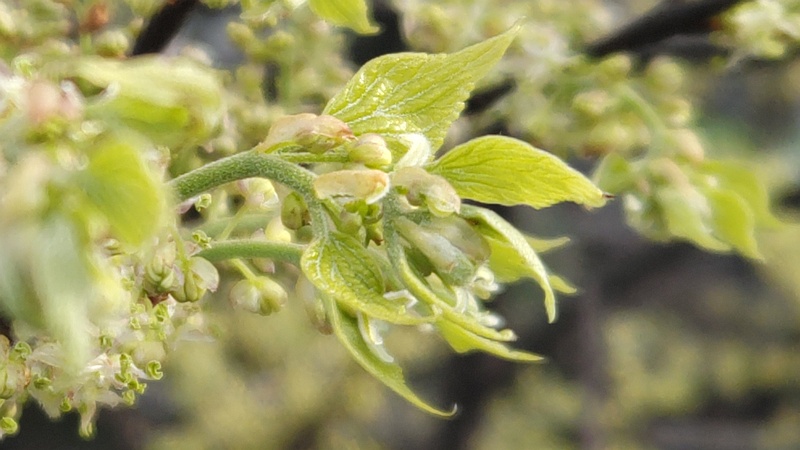エノキの花 横浜市旭区鶴ヶ峰