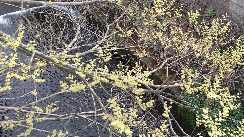 エノキの花 横浜市旭区鶴ヶ峰