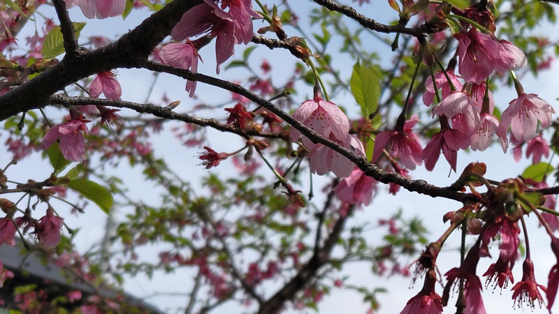 コマツオトメの花 横浜市旭区南希望が丘南希の森緑地