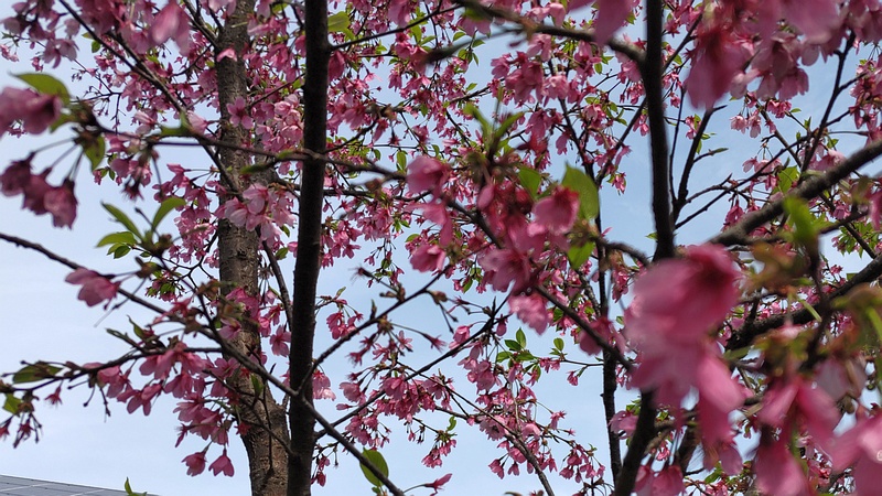 コマツオトメの花 横浜市旭区南希望が丘南希の森緑地