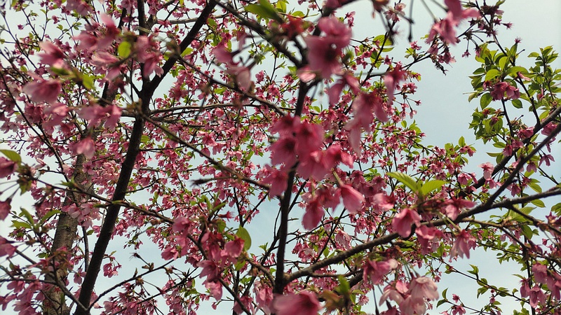 コマツオトメの花 横浜市旭区南希望が丘南希の森緑地