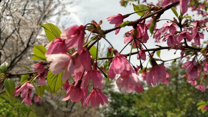 コマツオトメの花 横浜市旭区南希望が丘南希の森緑地