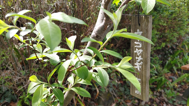 ネコヤナギ 横浜市旭区南希望が丘南希の森緑地