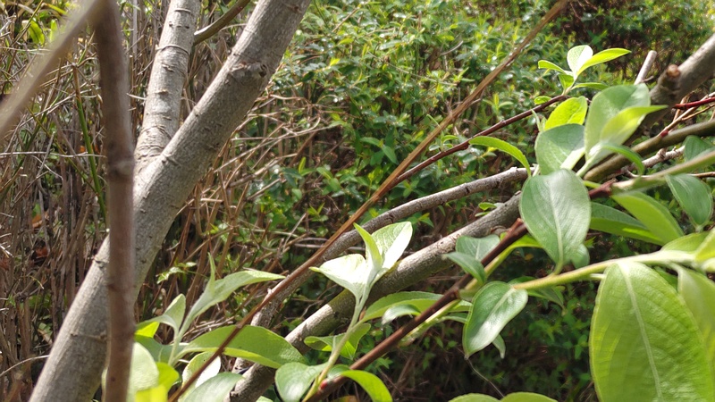 ネコヤナギ 横浜市旭区南希望が丘南希の森緑地