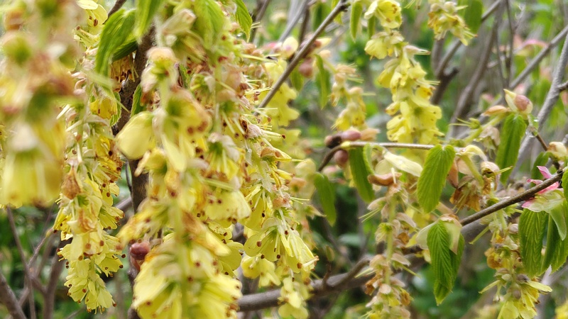 トサミズキの花 横浜市旭区南希望が丘南希の森緑地