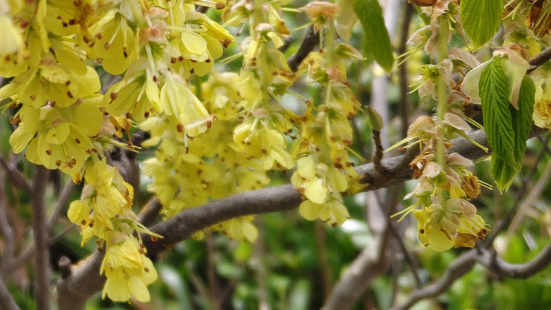 トサミズキの花 横浜市旭区南希望が丘南希の森緑地