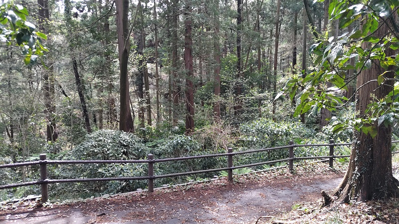 大池公園南側遊歩道 横浜市旭区大池町こども自然公園