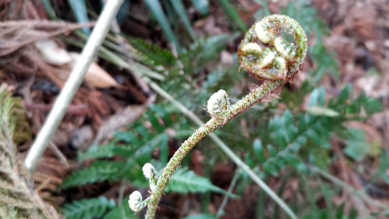 イノデ 横浜市旭区大池町こども自然公園