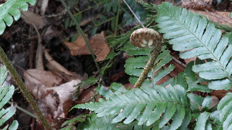 イノデ 横浜市旭区大池町こども自然公園