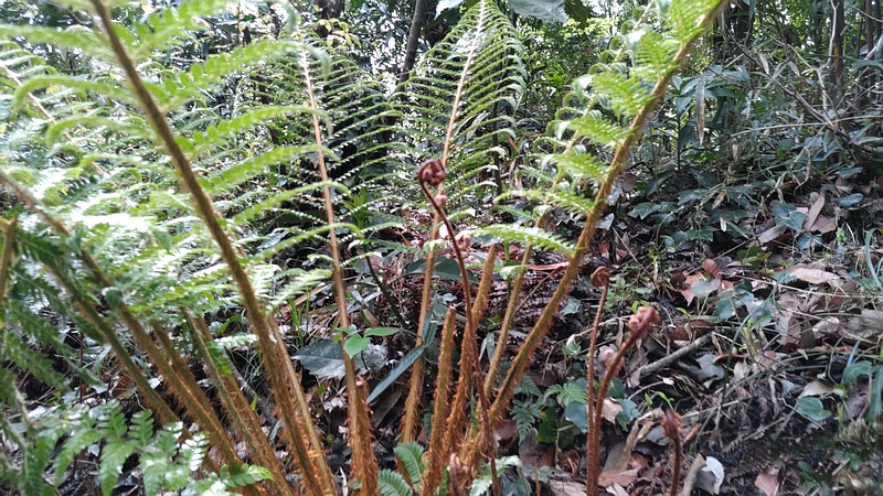 イノデ 横浜市旭区大池町こども自然公園