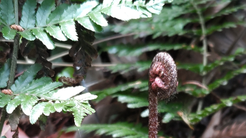 イノデ 横浜市旭区大池町こども自然公園