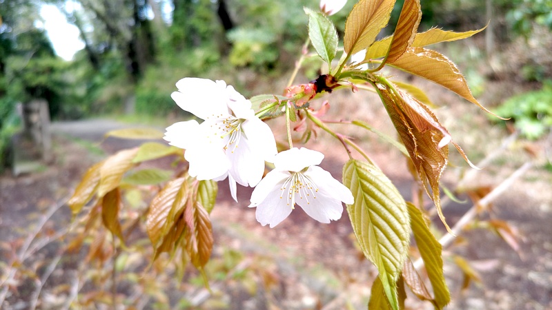 ヤマザクラの花 横浜市旭区大池町こども自然公園