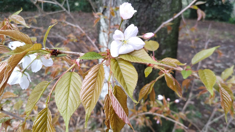 ヤマザクラの花 横浜市旭区大池町こども自然公園