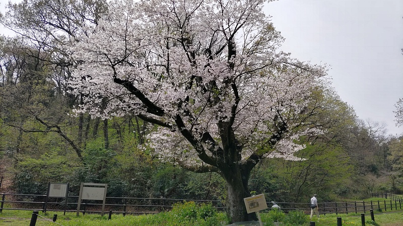 一本桜（ソメイヨシノ） 横浜市旭区大池町こども自然公園