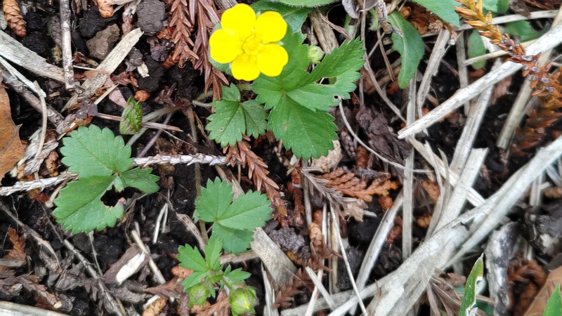 キジムシロの花 横浜市旭区大池町こども自然公園