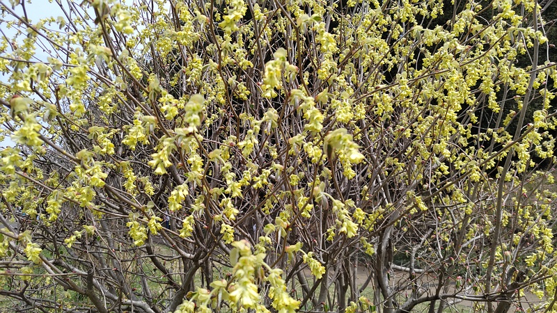 トサミズキの花 横浜市旭区大池町こども自然公園