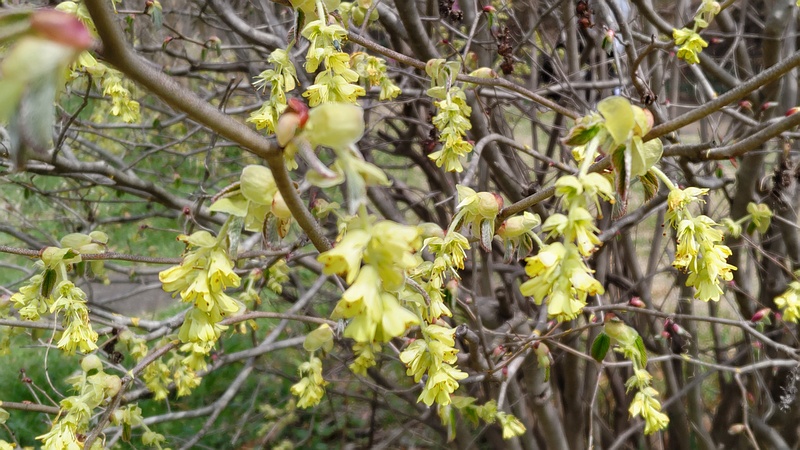 トサミズキの花 横浜市旭区大池町こども自然公園