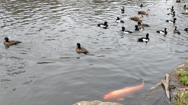 キンクロハジロ、カルガモ 横浜市旭区大池町こども自然公園