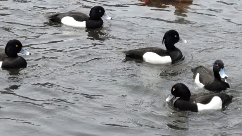 キンクロハジロ 横浜市旭区大池町こども自然公園