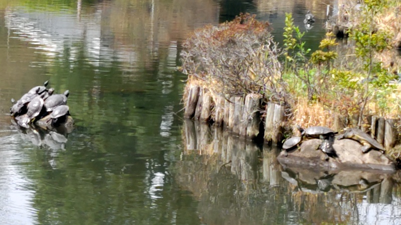 ミシシッピアカミミガメ 横浜市旭区大池町こども自然公園