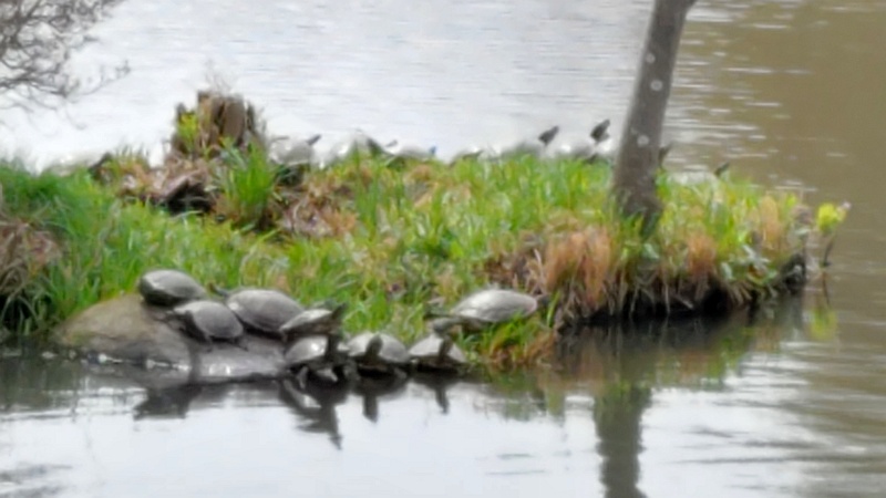 ミシシッピアカミミガメ 横浜市旭区大池町こども自然公園