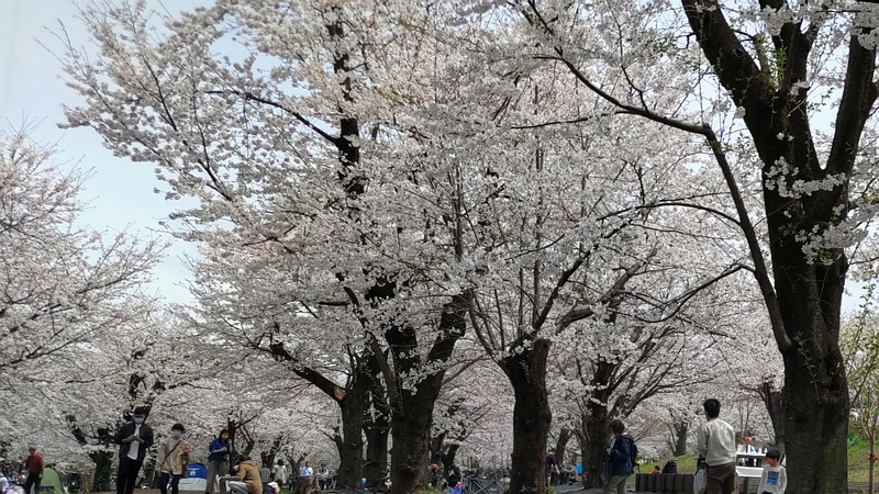 ソメイヨシノ 横浜市旭区大池町こども自然公園