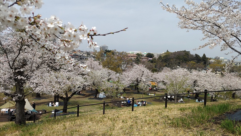 ソメイヨシノ 横浜市旭区大池町こども自然公園
