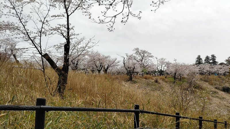 ソメイヨシノ 横浜市旭区大池町こども自然公園