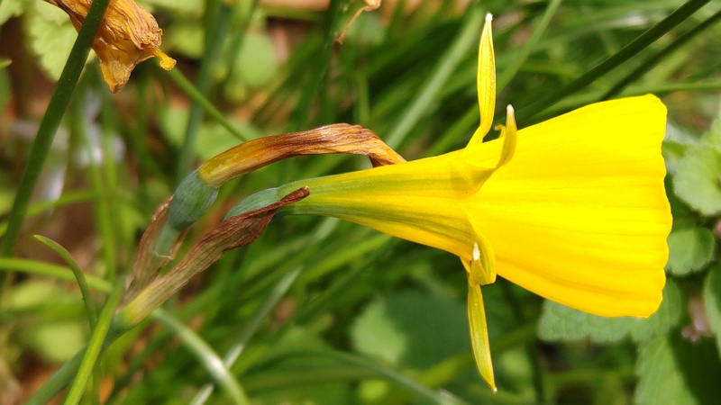 ペチコートスイセンの花 横浜市旭区希望が丘ふれあいの森公園