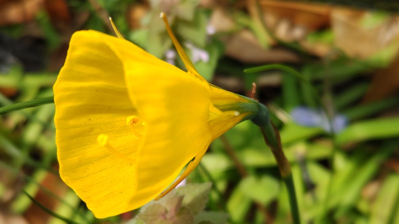 ペチコートスイセンの花 横浜市旭区希望が丘ふれあいの森公園