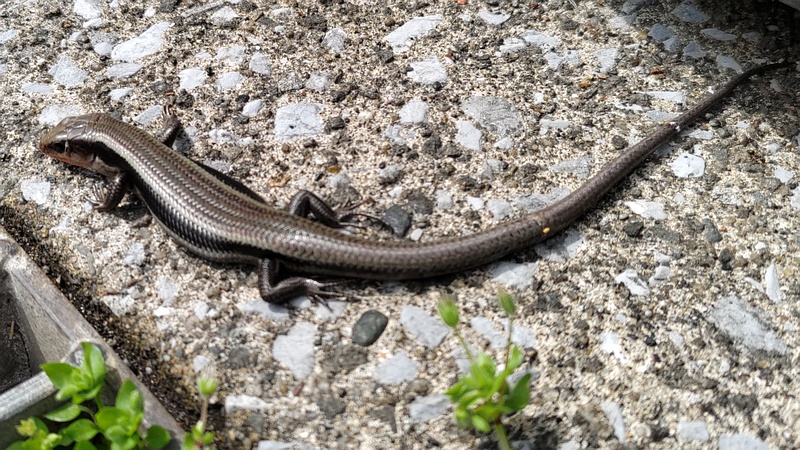 ニホントカゲ 横浜市旭区希望が丘ふれあいの森公園