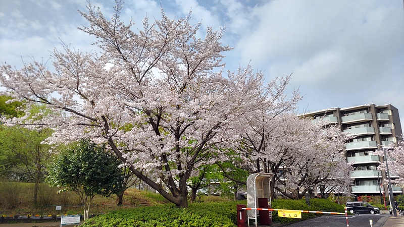 ソメイヨシノの花 川崎市幸区さいわいふるさと公園
