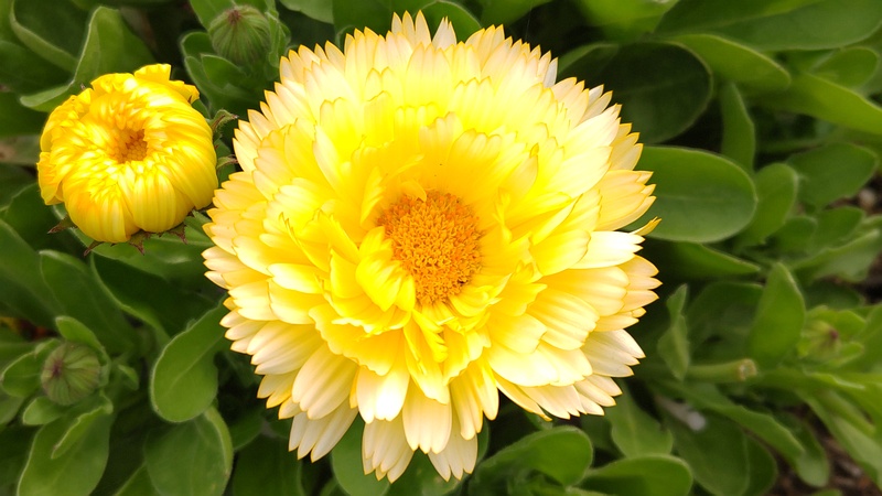 キンセンカの花 川崎市幸区さいわいふるさと公園