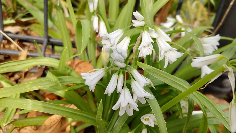 ミツカドネギの花 川崎市幸区さいわいふるさと公園