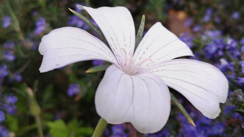 ムギセンノウの花 川崎市幸区さいわいふるさと公園