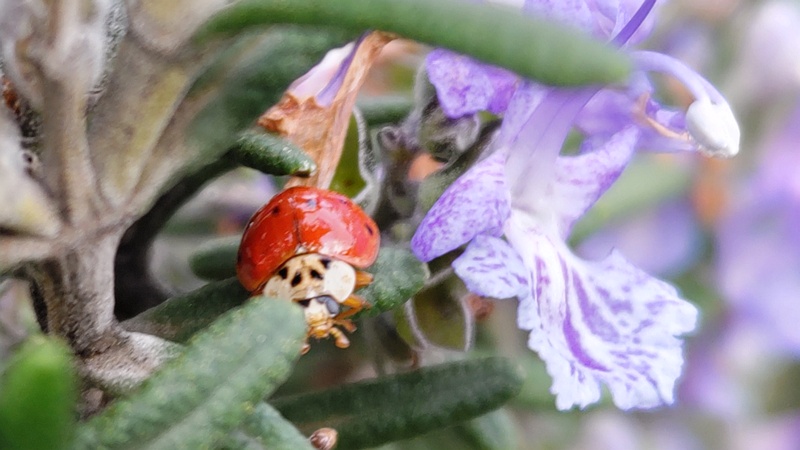 ローズマリーのナミテントウ 川崎市幸区さいわいふるさと公園