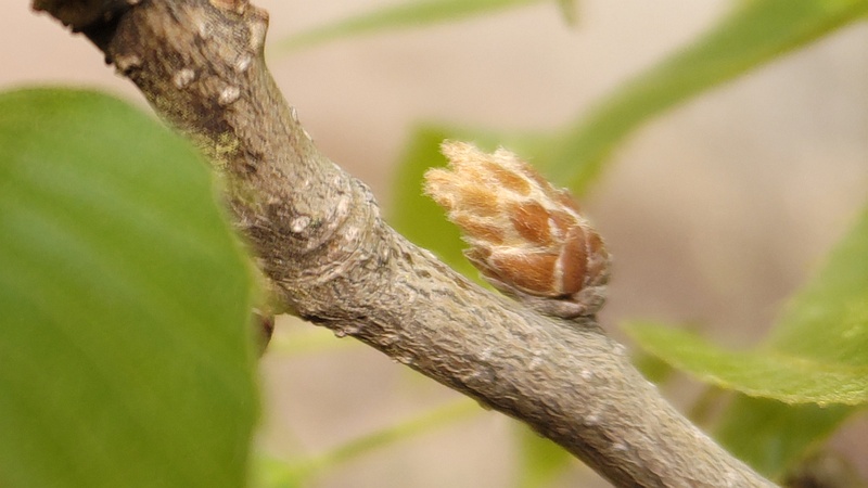 クヌギの混芽 川崎市幸区さいわいふるさと公園