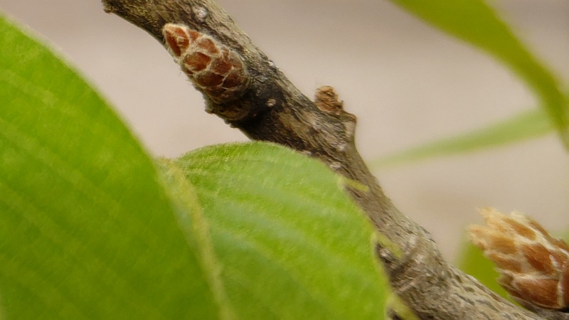 クヌギの混芽 川崎市幸区さいわいふるさと公園