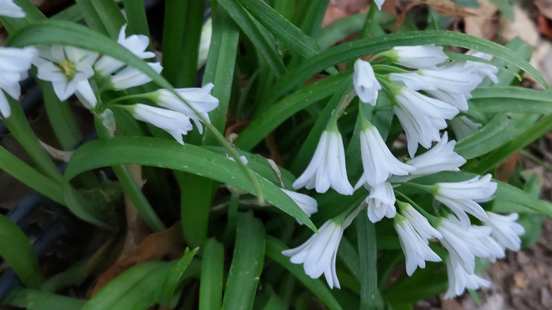 ミツカドネギの花 川崎市幸区さいわいふるさと公園