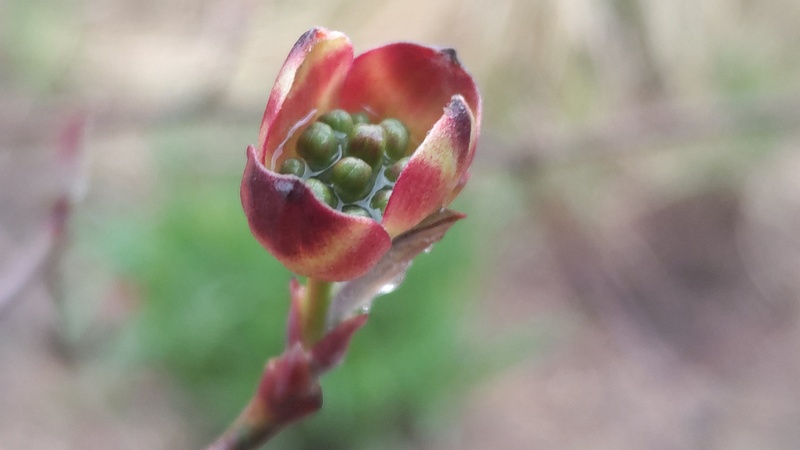 ハナミズキの総苞片と蕾 川崎市幸区創造のもり