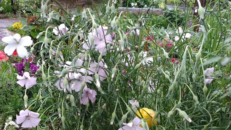 ムギセンノウの花 川崎市幸区さいわいふるさと公園