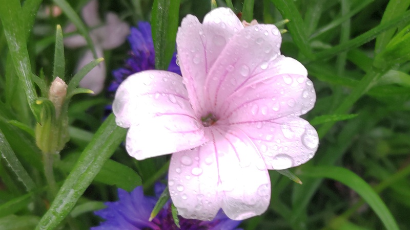 ムギセンノウの花 川崎市幸区さいわいふるさと公園