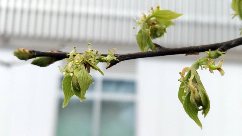 エノキの花 川崎市幸区さいわいふるさと公園