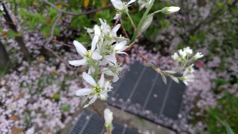 アメリカザイフリボクの花 川崎市幸区創造のもり